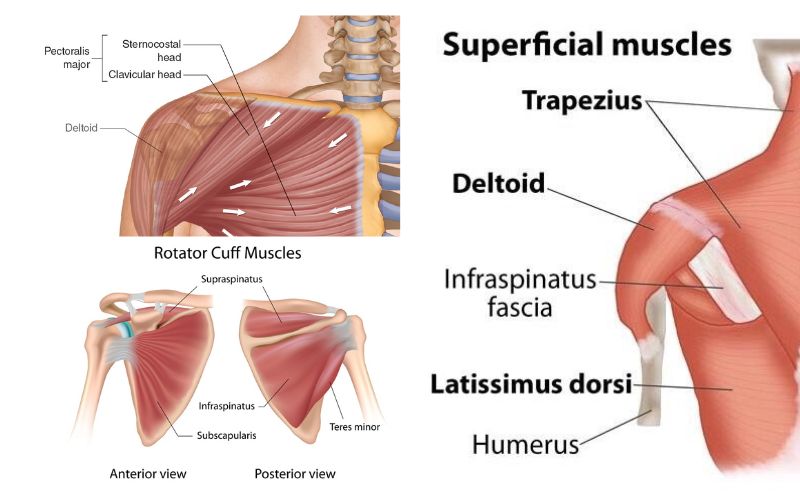 Types-of-shoulder