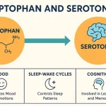 Tryptophan and Serotonin: The Science Behind Mood, Mental Health & the Gut–Brain Axis Tryptophan and Serotonin