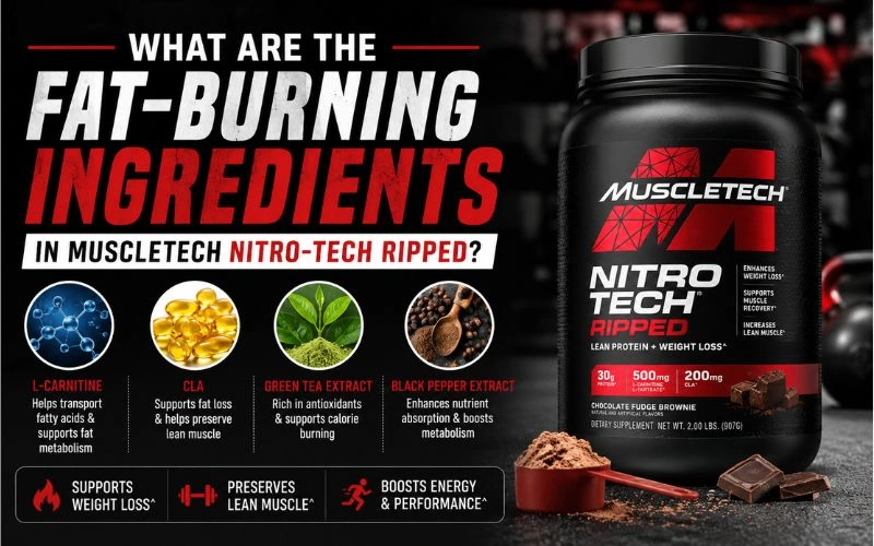 nitro-tech-ripped-fat-burning-ingredients-guide.webp